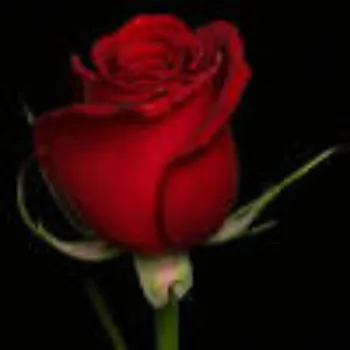 Fresh Red Rose Flower